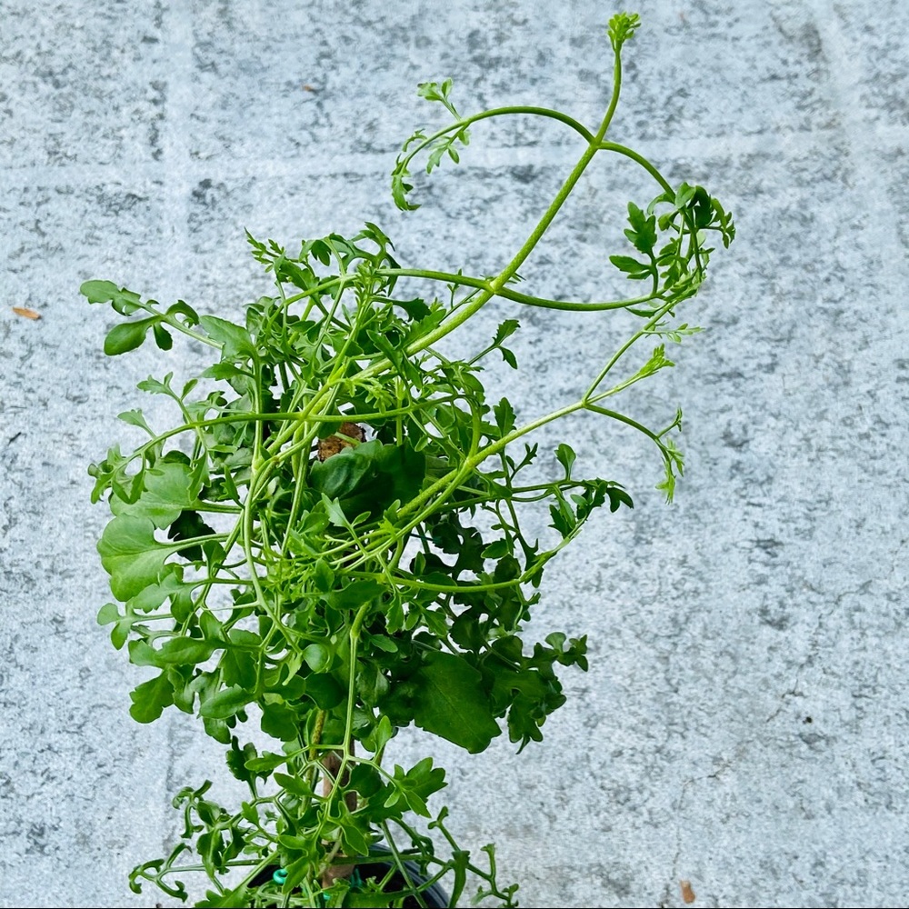 UNROOTED Cuttings RARE Kalanchoe Schizophylla Two Cuttings - Picture 17 of 17